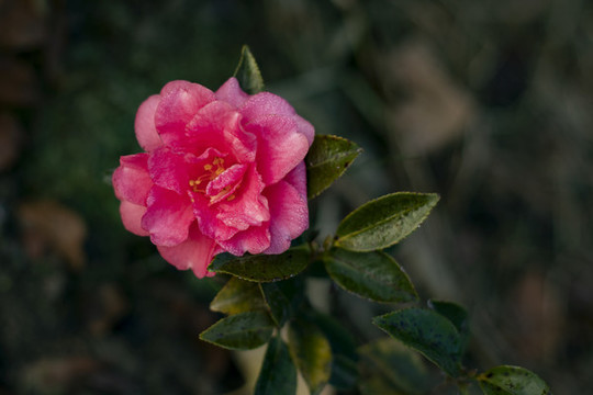 山茶花