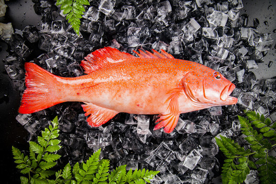 紅玫瑰魚
