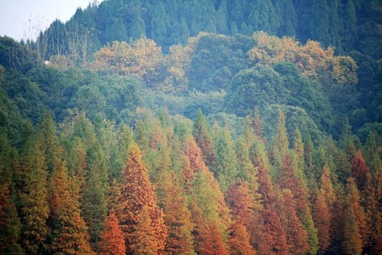 山林