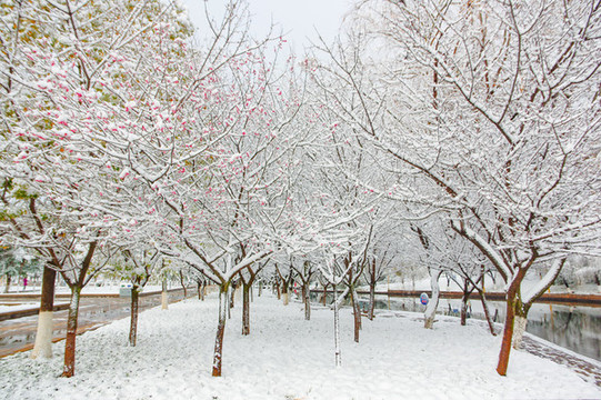 公園臘梅