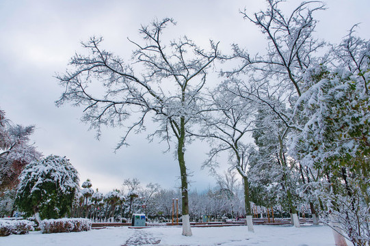 樹枝積雪