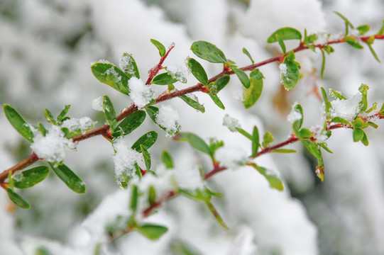 枝頭積雪