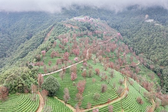 南澗無量山茶園