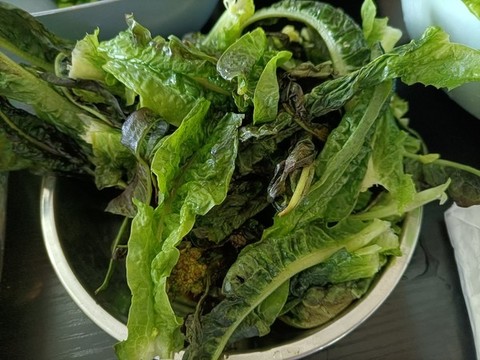 萵筍葉子
