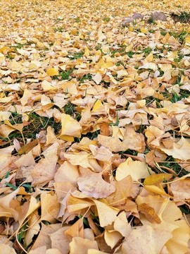金黃銀杏
