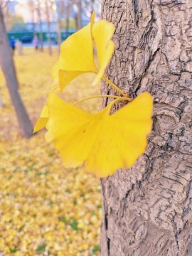銀杏秋色