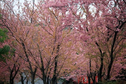 櫻花