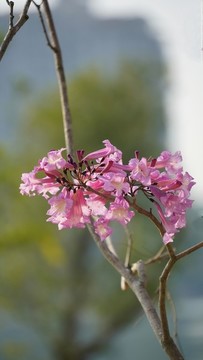 紅花風(fēng)玲木