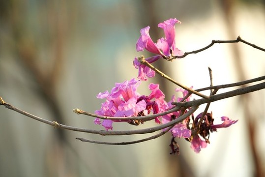 紅花風玲木