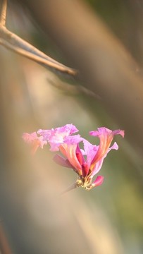 紅花風(fēng)玲木