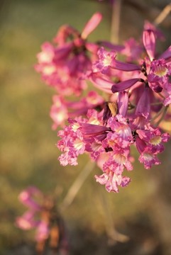 紅花風玲木