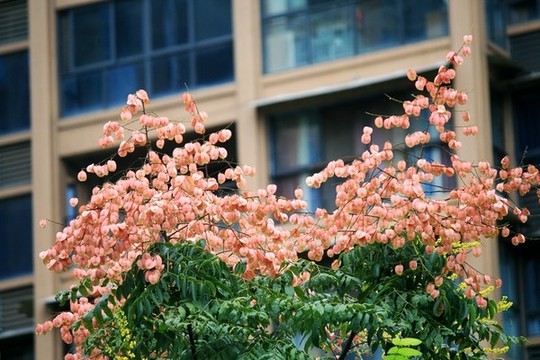 欒樹花
