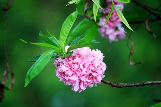 桃花