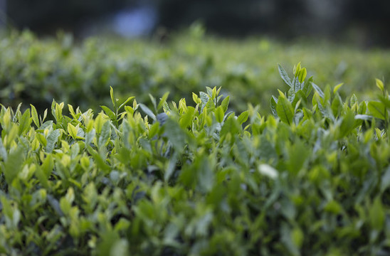 黃山毛峰有機(jī)茶生態(tài)茶