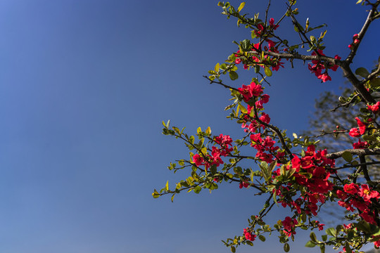 仰拍盛開的紅色貼梗海棠花