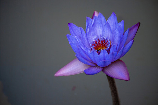 睡蓮