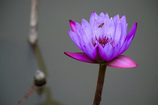 睡蓮
