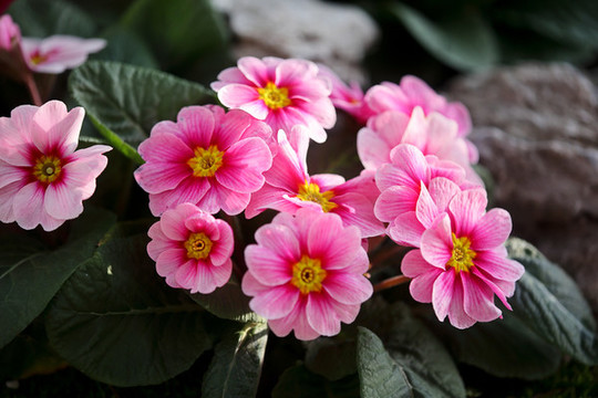 報(bào)春花