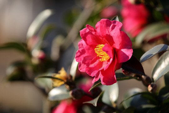 紅茶花