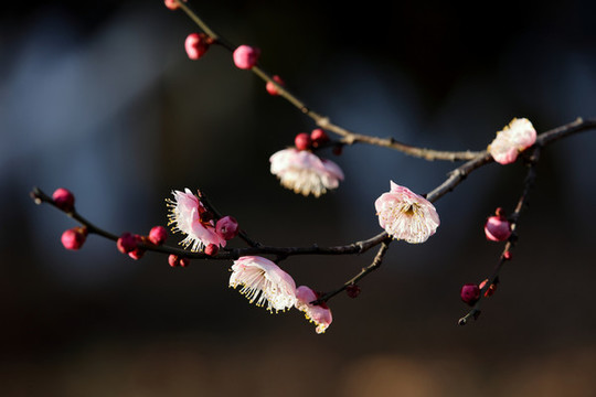 紅梅花