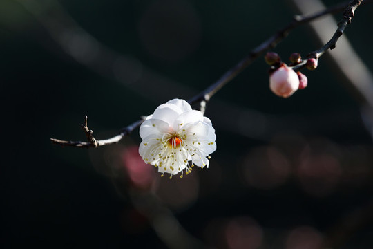 白梅花