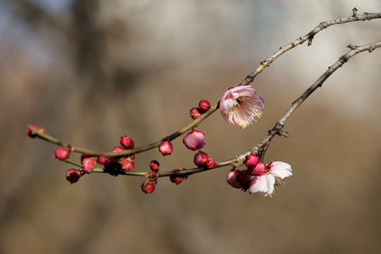 紅梅花