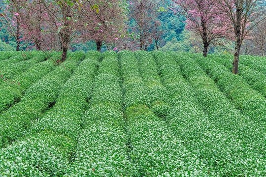 南澗無量山茶園