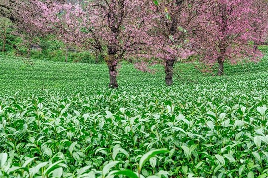 南澗無(wú)量山茶園