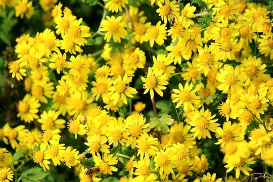 野菊花