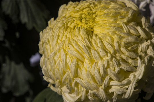 菊花