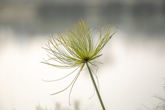 紙莎草