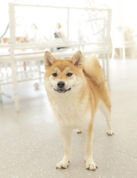 寵物狗柴犬