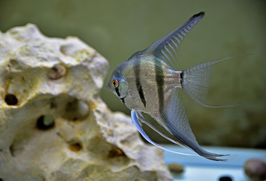 燕魚