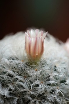 仙人球開花
