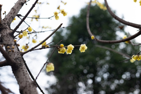 臘梅花