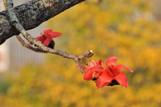 木棉花
