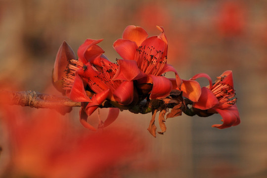 木棉花