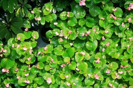 綠植墻