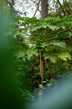 木瓜果實(shí)累累植物生長環(huán)境
