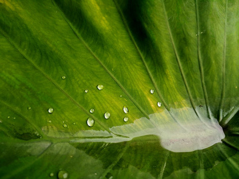 雨后綠葉