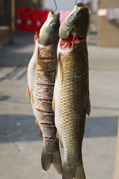 臘魚