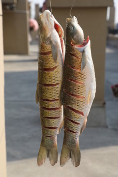 信陽臘魚