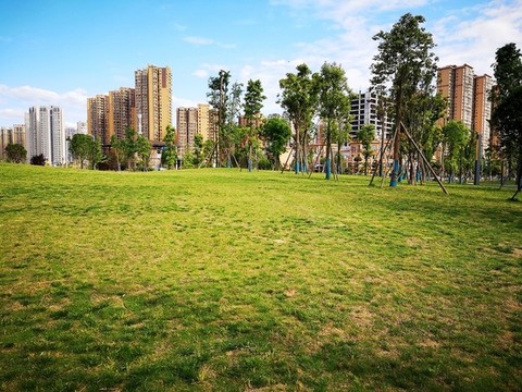 陽(yáng)光草地