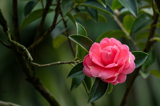 山茶花