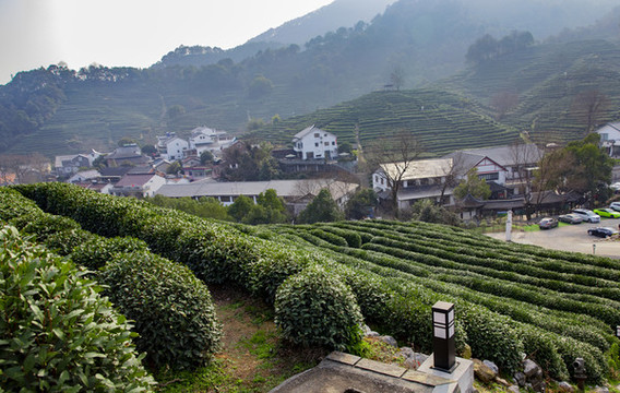 龍井茶葉種植基地