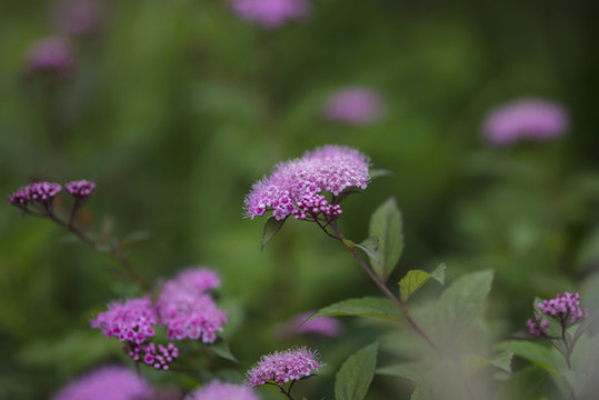 繡線菊