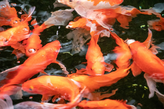 金魚