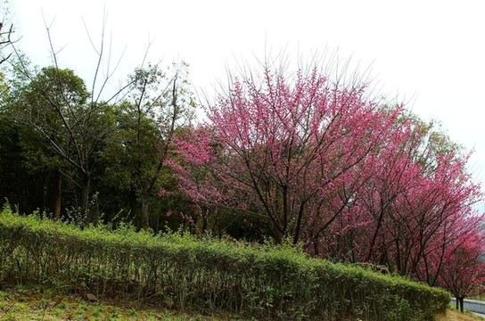 冬季梅花