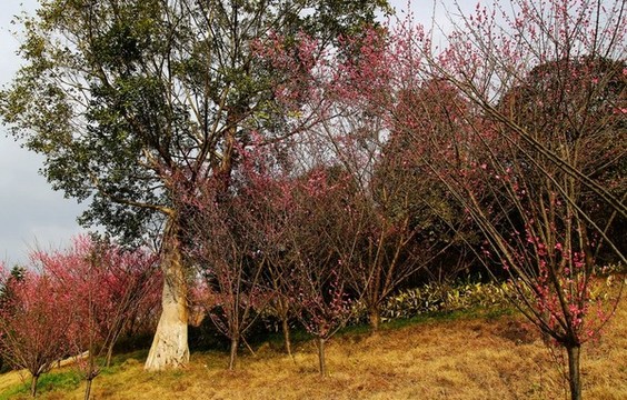 冬季梅花
