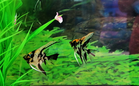 五彩燕魚